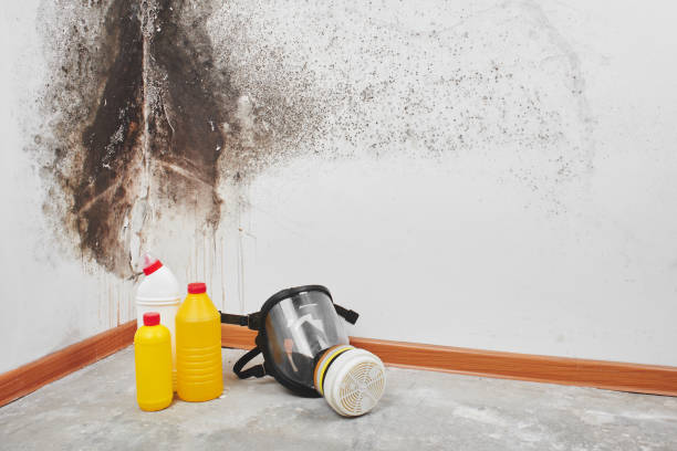 Best Mold Removal Company Near Me  in Logansport, IN