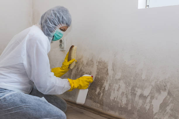 Best Toxic Mold Removal  in Logansport, IN