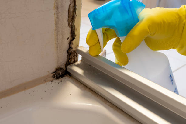 Best Mold Damage Repair  in Logansport, IN