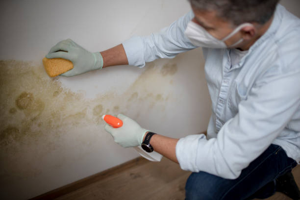 Best Mold Remediation Services  in Logansport, IN