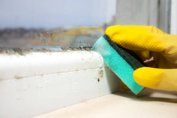Best Emergency Mold Removal  in Logansport, IN