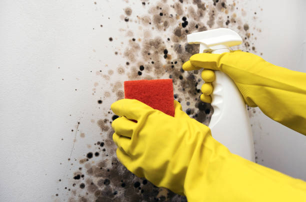 Best Mold Testing  in Logansport, IN