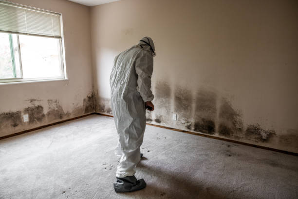 Best Mold Damage Repair  in Logansport, IN