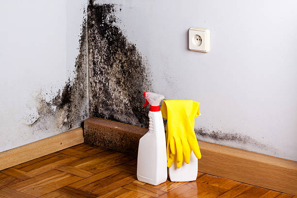 Best Crawl Space Mold Removal  in Logansport, IN