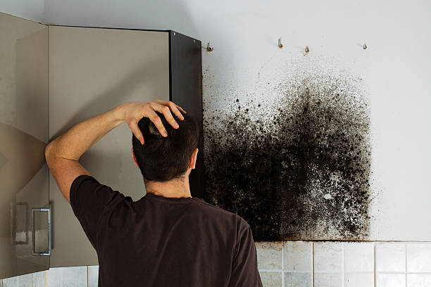 Mold Testing and Removal in Logansport, IN