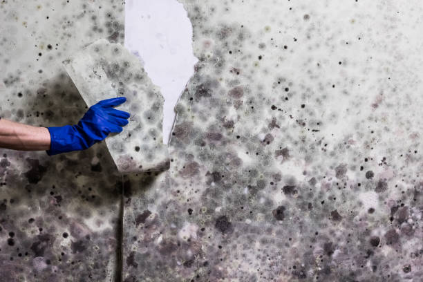 Best Certified Mold Removal  in Logansport, IN