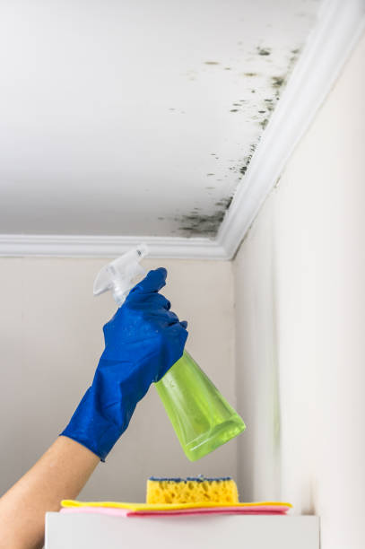 Best Black Mold Removal  in Logansport, IN
